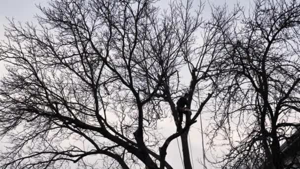 安全ハーネスとヘルメットを着用した熟練アーバニストは 住宅地の高い木から枝を取り除くためにチェーンソーを使用します — ストック動画