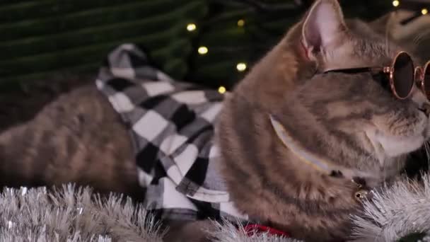 Skotský Rovný Šedý Mazlíček Kočka Doma Slaví Veselé Vánoce Šťastný — Stock video