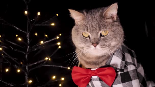 휴일에 빨간색 넥타이 스코틀랜드 고양이 크리스마스를 배경에 클로즈업 — 비디오