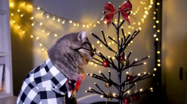 Evdeki İskoç heteroseksüel gri kedi, 25 Aralık 'ta Noel' i ve 2024 'ü gömlek, gözlük ve kırmızı kravatla, dekoratif Noel ağacıyla kutluyor.. 