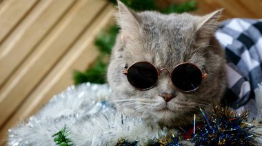 İskoç heteroseksüel kedi bayram arifesini kutluyor. Mutlu yıllar 2025 ve mutlu Noeller. Gözlüklü evcil hayvan kameraya bakıyor..