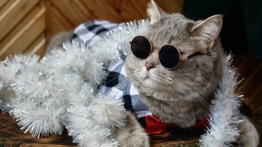 İskoç heteroseksüel kedi bayram arifesini kutluyor. Mutlu yıllar 2025 ve mutlu Noeller. Gözlüklü evcil hayvan kameraya bakıyor..