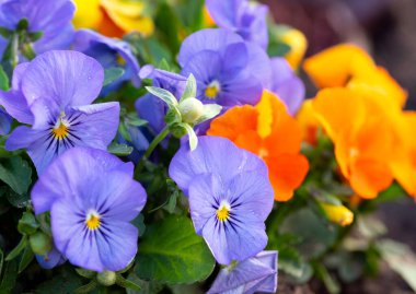 Bahçede büyüyen çok renkli nonoş çiçekleri..