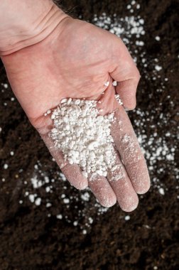 Siyah toprağa karşı beyaz agroperlite ile el. Agroperlite sebze ekimi için toprağa ya da substrata uygulanır. Perlit tohum filizlenmesini hızlandırır, kök oluşumunu teşvik eder.