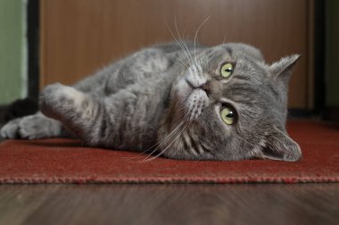 Sevimli gri kedi canlı kırmızı bir halının üzerinde öylesine uzanır..