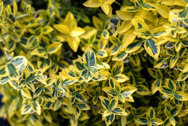 Değişken sarı ve yeşil renkli öonymus çalısı Yakın plan Yapraklar.
