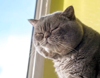 Güneşle yıkanmış tüylü, dingin gri bir kedi, berrak mavi bir gökyüzünün arka planına sahip bir pencerenin yanında mutlu bir şekilde oturur..