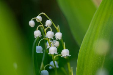 Vadi 'nin Lily' si, açık havada açan yabani çiçek, güneşli bir günde.