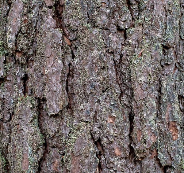 The bark of a pine tree is covered in moss and has a rough texture. The tree trunk is brown and has a few holes