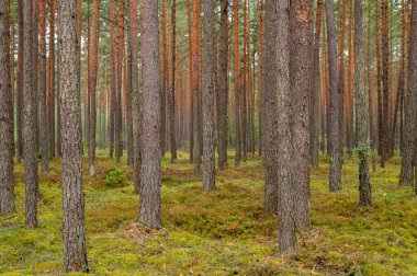 Yoğun bir çam ormanının sakin manzarası. Güneş ışığı yavaşça uzun ve engebeli ağaçların arasından süzülüyor. Orman zemini yosun ile doludur. Huzurlu ve doğal bir atmosfer yaratır..