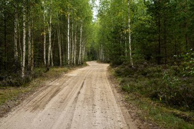 Güneşli bir günde yemyeşil ağaçlarla çevrili sakin bir ormanın içinden pitoresk bir toprak yol esiyor. Doğa aşıkları ve sakin bir yer arayanlar için mükemmel..