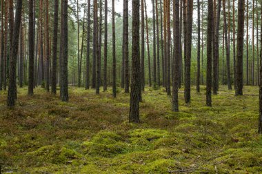 Bereketli bir çam ormanının dingin güzelliğini keşfedin, huzurlu ve sakinleştirici bir doğal ortam sunarak. Vahşi doğayı ve sükuneti resmetmek için ideal..
