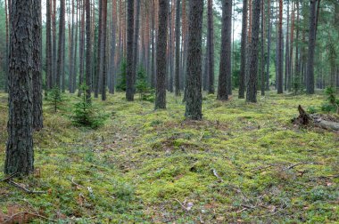 Bereketli yemyeşil çalılıklarıyla huzurlu bir çam ormanını keşfedin. Doğal ortamda huzur ve yalnızlık arayanlar ve doğa meraklıları için mükemmel..