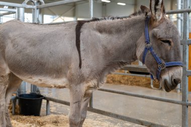 A peaceful donkey wearing a blue halter stands quietly in a clean, well-maintained stable setting, surrounded by hay and metal fencing. clipart