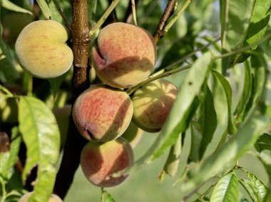 Bir ağacın olgunluk aşamalarında canlı şeftaliler, güneş ışığıyla yıkanmış, yemyeşil yapraklarla çevrili, doğayı, bolluğu ve tazeliği çağrıştıran duygular.