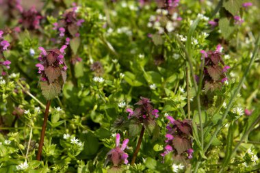 Bahçede kırmızı ölü ısırgan otu ve civciv otu