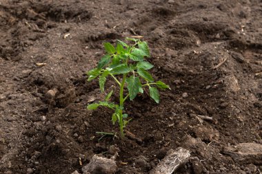 Genç domates tohumu.