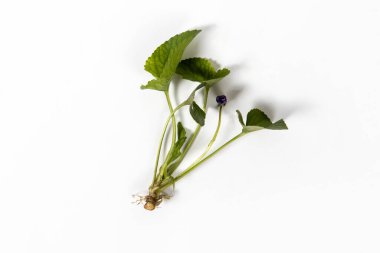 Wild violet plant isolated on a white background