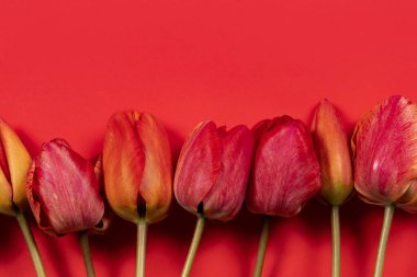 Red tulip flowers on a red background. Top view, flat lay, copy space.