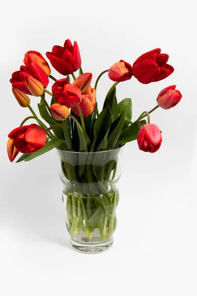 Red Tulip Bouquet Glass Vase White Background — стоковое фото