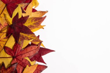 Colorful autumn leaves on white background. Flat lay.