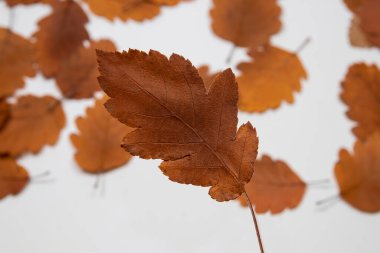 Beyaz arkaplan üzerindeki altın yapraklar sığ odak