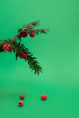 Yeşil arka planda kırmızı böğürtlenli porsuk dalı