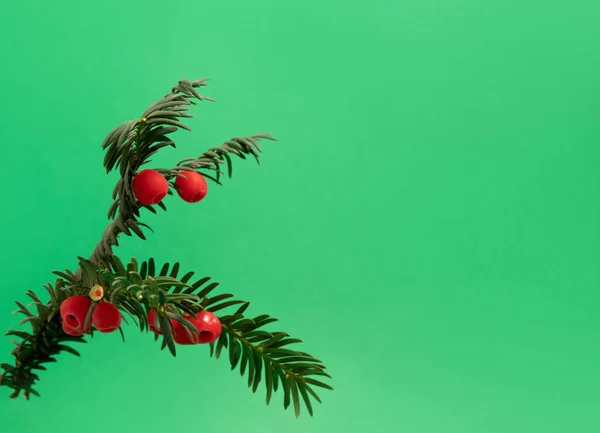 Eibenzweig Mit Roten Beeren Auf Grünem Hintergrund — Stockfoto