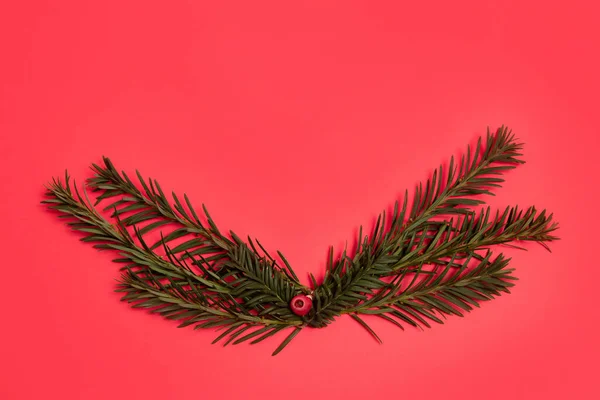 Evergreen Branches Layout Bright Red Background — Stock Photo, Image