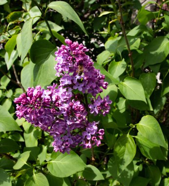 Bahçede pembe leylaklar çiçek açıyor.