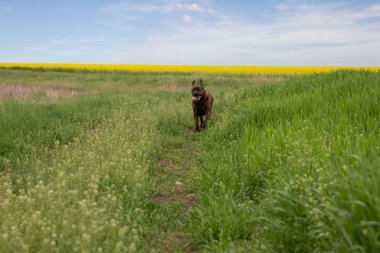 Kahverengi köpek çimenlerde koşuyor.