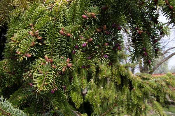 西卡云杉树春天的背景 — 图库照片
