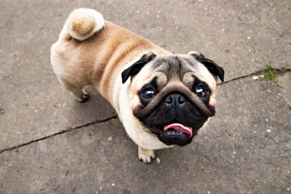 stock image Cute pug puppy with curled tail watching up 