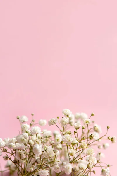 White Baby\'s Breath Flower (Gypsophila) on a pink background. Copy space. Top view. Flat layout.