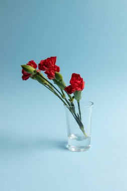Kırmızı karanfiller mavi arka planda bir shot bardağında