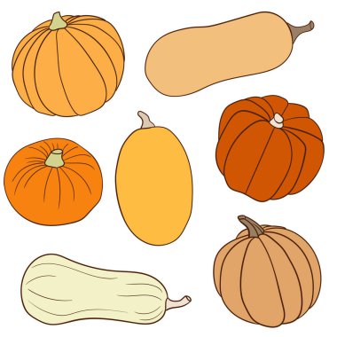 Renkli çeşitli balkabağı vektör çizimi