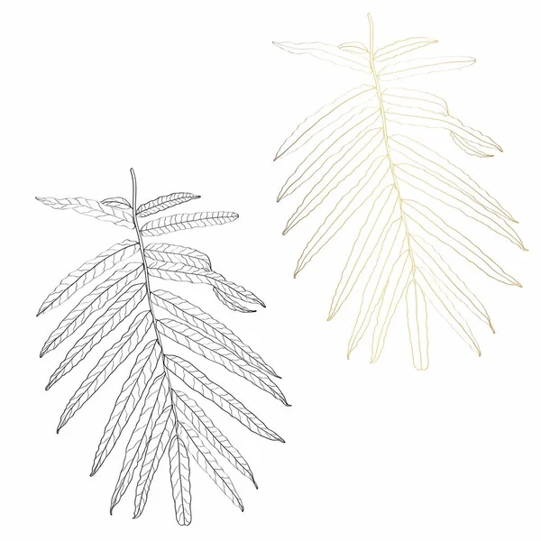 棕榈叶 黑色和金色线条与画轮廓艺术插图 在白色背景下被隔离 — 图库矢量图片