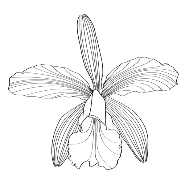 Flor Orquídea Línea Negra Aislada Sobre Fondo Blanco — Vector de stock