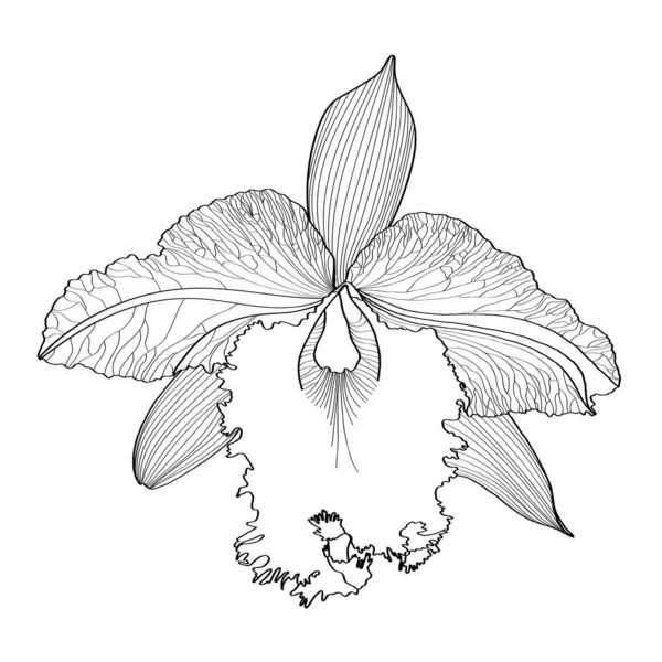 Svart Linje Orkidé Blomma Isolerad Vit Bakgrund — Stock vektor
