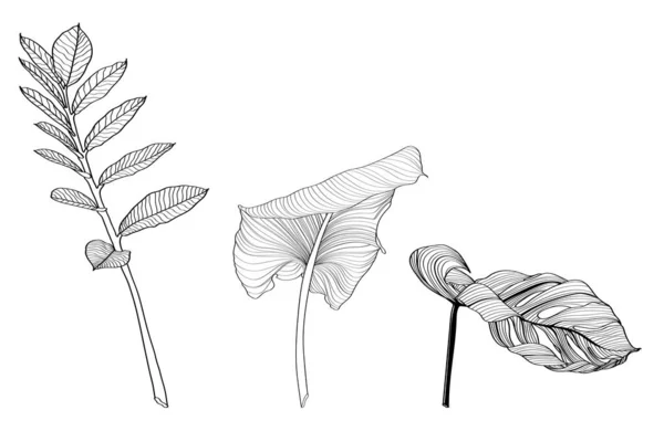 棕榈叶和怪兽叶 黑色和白色与画线艺术插图 在白色背景下被隔离 — 图库矢量图片