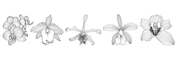 Svart Linje Orkidé Blommor Stora Uppsättning För Komposition Isolerad Vit — Stock vektor