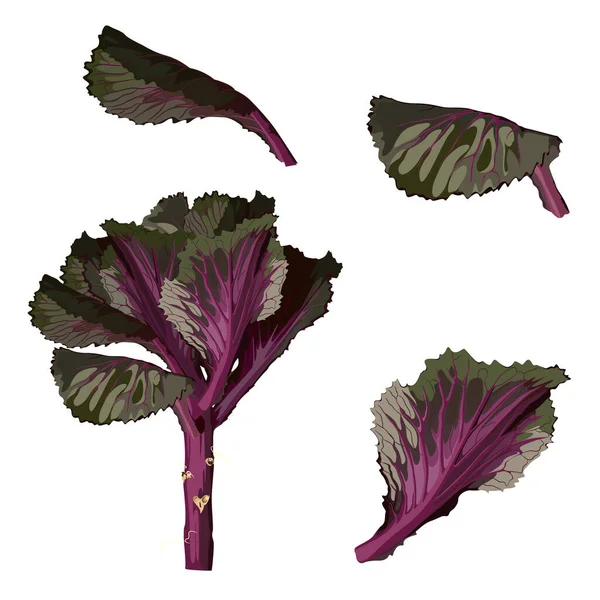 Illustration Chou Frisé Ornemental Fleur Nouvel Japonais Chou Violet Frais — Image vectorielle