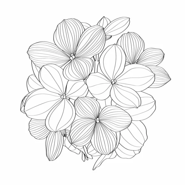Χέρι Κλήρωση Γραμμή Ορτανσία Λουλούδια Εικονογράφηση Βοτανική Floral Κάρτα Λευκό — Διανυσματικό Αρχείο