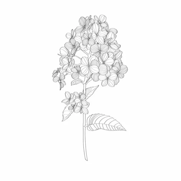 Hand Rita Linje Hortensia Blommor Illustration Botaniska Blommigt Kort Vit — Stock vektor