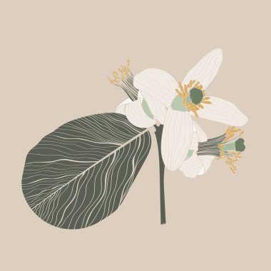 Çiçekli dekoratif limonlar ve bej üzerinde yeşil yapraklar. Tropik çiçek ikonu tasarımı. Stok illüstrasyonu.