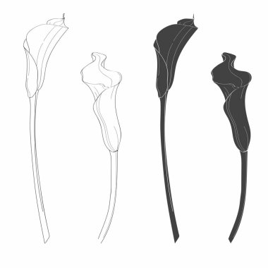 Decorative callas lilies. Line black and white flowers set, design elements. Can be used for cards, invitations, banners, posters, print design.