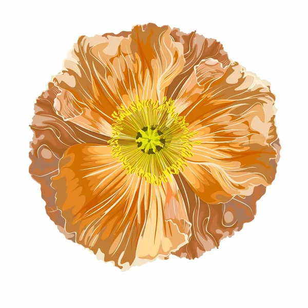 California Poppy Island Poppy Poppy Flower Golden Pastel Poppies Illustration — Stockvektor