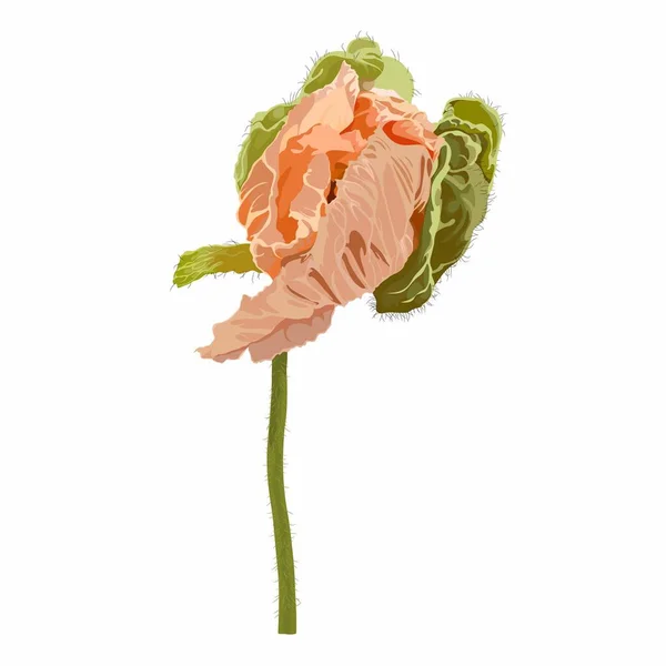 California Poppy Island Poppy Poppy Flower Golden Pastel Poppies Illustration — Stockový vektor
