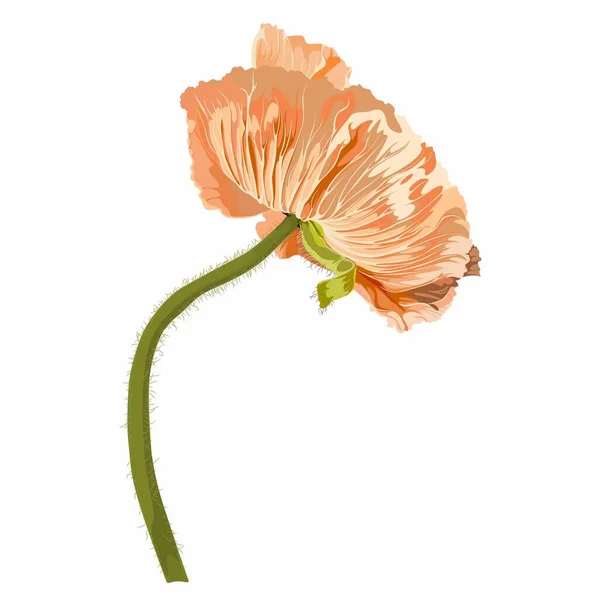 California Poppy Island Poppy Poppy Flower Golden Pastel Poppies Illustration — Stockvektor