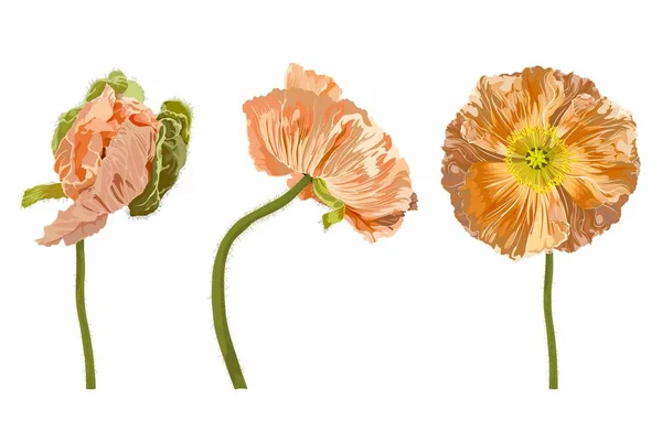 California Poppy Islandia Amapola Conjunto Flores Amapola Oro Pastel Poppies — Vector de stock
